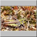 Myrmeleotettix maculatus - Gefleckte Keulenschrecke 12 Teverener Heide.jpg